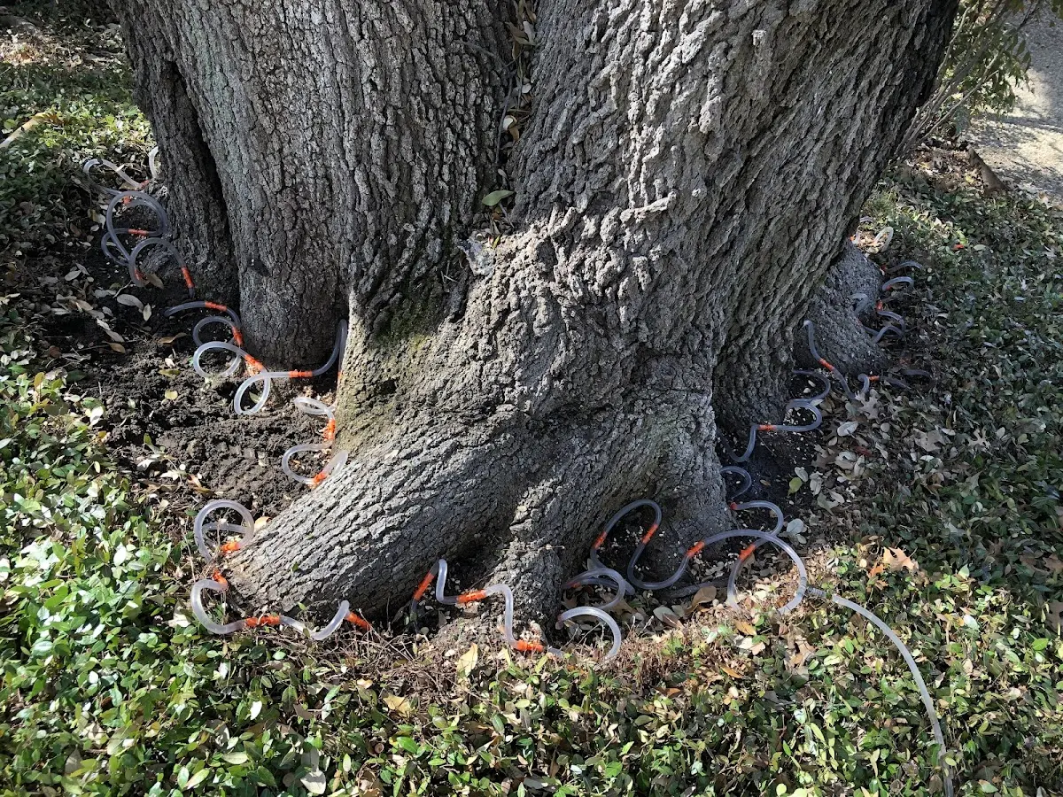 Detailed Tree Cabling and Bracing job site in Viborg