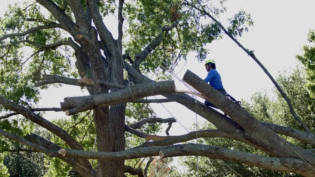 Professional Crown Thinning performed by certified arborists in Viborg