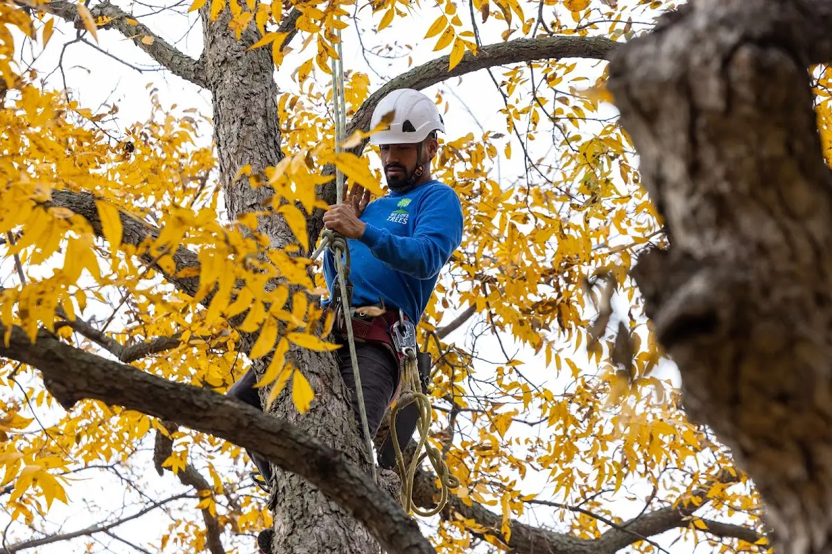 Skilled Tree Transplanting crew working in Viborg